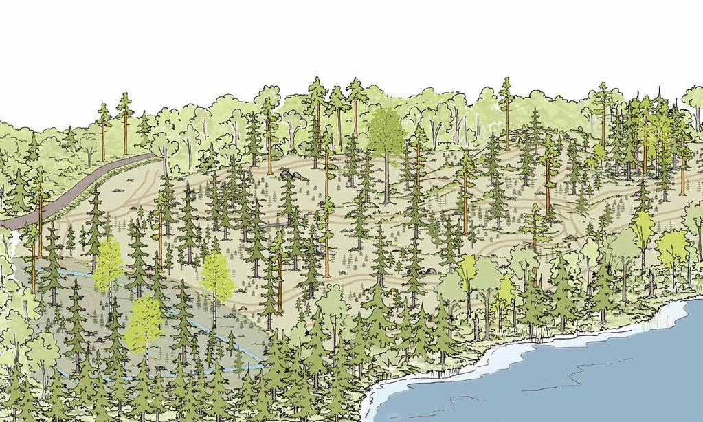 Eri-ikäisrakenteisen metsän kasvatus Säästöpuuryhmä Kuva 16. Ylispuustoa on harvennettu, jolloin taimet saavat lisää kasvutilaa. Hakkuussa on jätetty vielä melko paljon suuria puita.