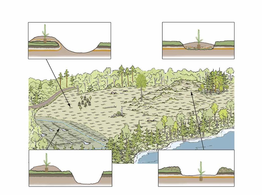 Metsänhoitomenetelmien kuvaukset Kulotus Kulotus ja sen yhteydessä tehty kevyt maanpinnan muokkaus on yhdistelmä maaperän hoitoa, maanpinnan käsittelyä ja luonnonhoitoa.