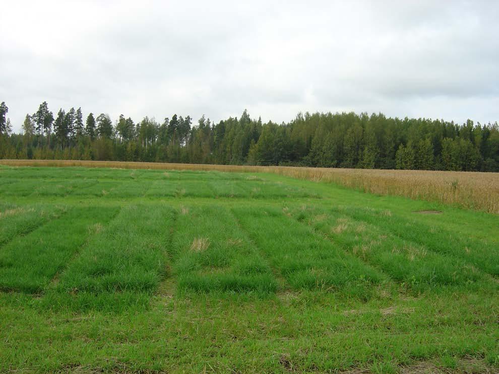 Uusia mahdollisuuksia kehittymässä edistämään siemenviljelyä esim.