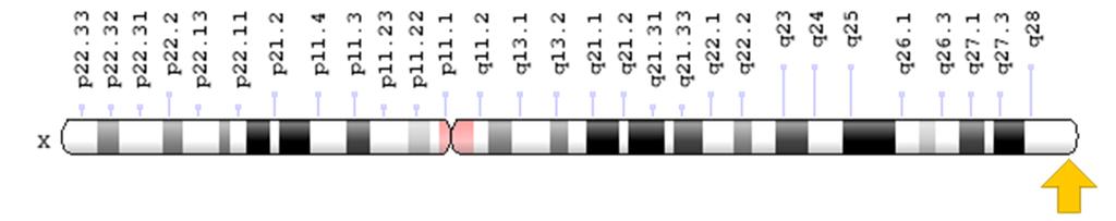 10 IKBKG geeni sijaitsee X kromosomin pitkässä käsivarressa kohdassa 28 (Kuva 1). Tämän kohdan nimi on Xq28. IKBKG geeni sisältää ohjeet IKK kompleksin yhden kappaleen valmistukseen.
