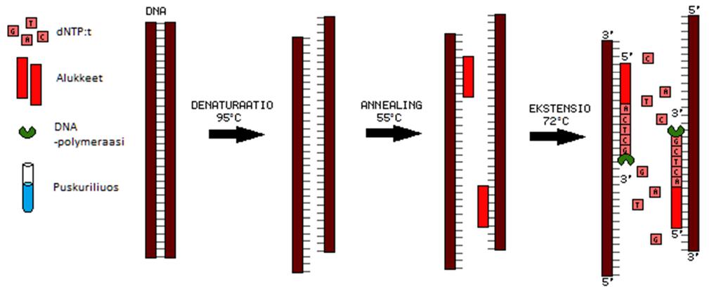 13 3 POLYMERAASIKETJUREAKTIO Koska PCR eli polymeraasiketjureaktio on molempien vertailtavien menetelmien pohjana, käydään sen peruspiirteet tässä läpi.