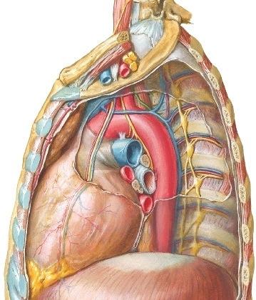 keuhkohiluksen takaa ja päätyy ruokatorven pinnalle. Se lähetti jo aiemmin nervus laryngeus recurrens-haaran a. subclavian alitse.