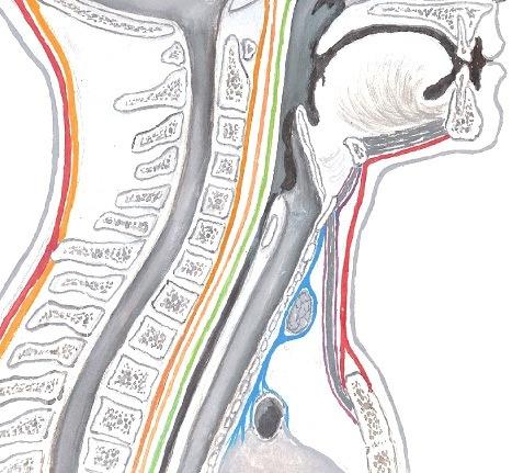 elimet ja rakenteet: sydän, ruokatorvi, kateenkorva, isot verisuonet ja hermot Kaulan kerrokset Iho Subcutis Syvä