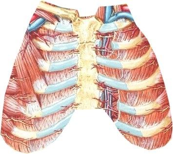 cava inferiorille, ruokatorvelle ja aortalle Thoraxin seinämän sisäpinta - ateria thoracica interna H. Hervonen 2007 2004 A., v. intercostalis anterior et n.
