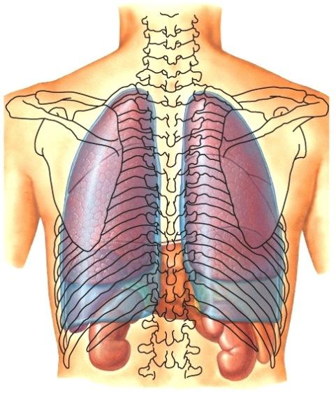 Kuehkopussin ontelon yli/läpi ei normaalisti ole mitään kudosyhteyttä, mutta tulehdusten ja muiden sairaustilojen vaikutuksesta voi syntyä kudoskiinnikkeitä, jotka haittaavat keuhkon liikkeitä.