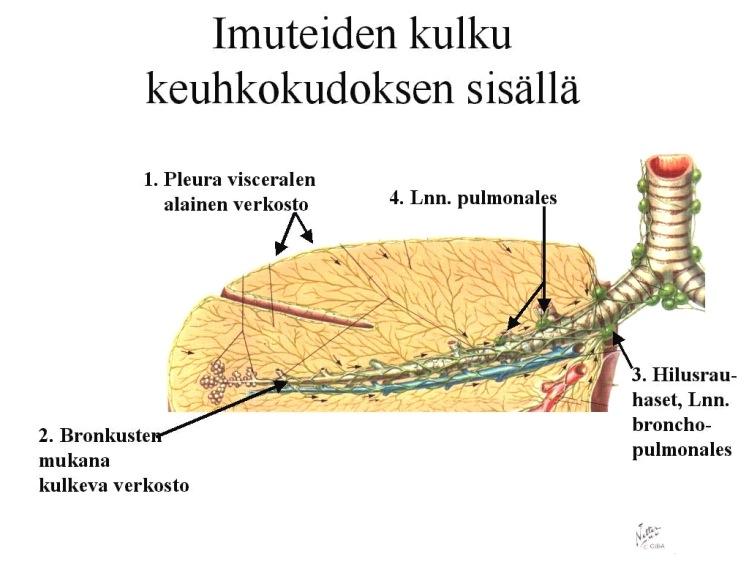 Oikeassa keuhkossa on kolme lohkoa. Se on vasenta isompi, mutta leveämpi ja lyhyempi, johtuen siitä, että maksa nostaa oikeaa palleakaarta ylös. Vasemmassa keuhkossa on kaksi lohkoa.