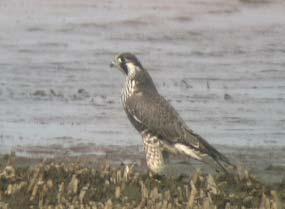 Muuttohaukka (Falco peregrinus) Muuttohaukan yleistyminen 1990-luvulta lähtien näkyy myös Mietoistenlahden havaintoaineistossa.