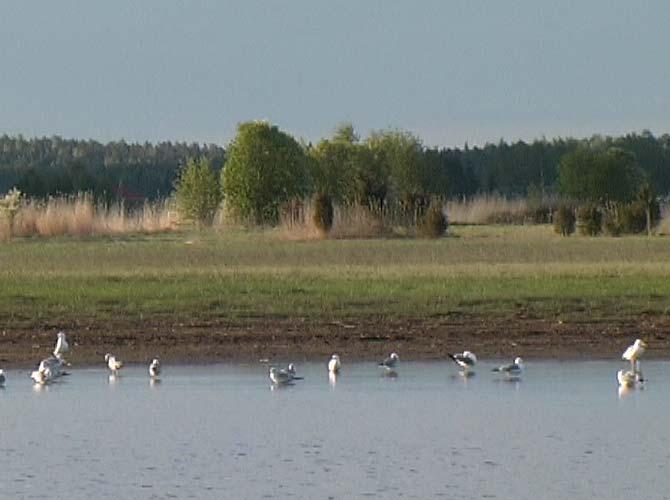 Tutkimusalue 2 Mietoistenlahden Natura-alue tarkoittaa kokonaisuutta, johon kuuluvat Mynälahden perukan lisäksi Kuustonlahti ja Mynäjoen suisto.