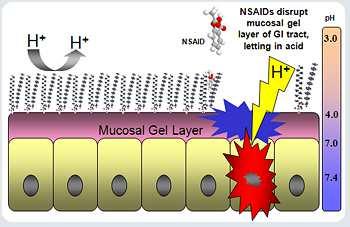 eželjeni efekti SAID: oštećuju gastričnu mukozu i tako omogućuju difuziju kiseline u sluznicu. Kiselina koja penetrira izaziva nekrozu koja se klinički manifestuje krvarenjem, čirom i ulceracijama.