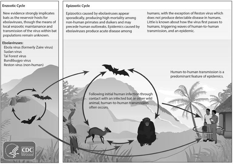 Suku: Ebolavirus Zaire