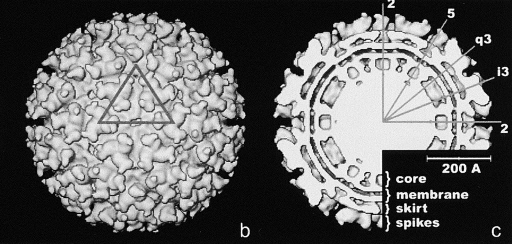 alphavirus Pogostantauti Esiintyy syyskesäisin, epidemioina, laajoja epidemioita ollut aiemmin 7 vuoden välein: 1974, 1981, 1988, 1995, 2002,.