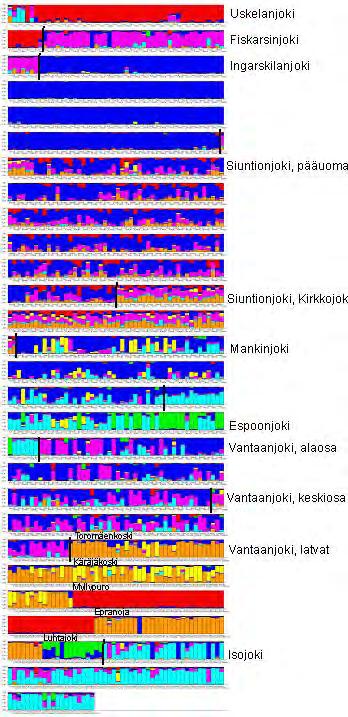 Sekä Siuntionjoen pääuoman, että Lempansån taimenien geneettisessä