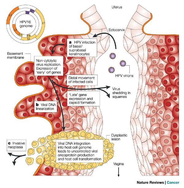 Hepatosellulaarinen karsinooma on viidenneksi yleisin syöpäkuolemien syy (>500,000 / year), ja joillakin alueilla se on tärkein syöpäkuolemien syy (Parkin et al., 2001).