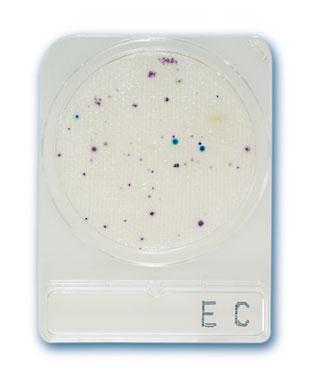 KUVA 7. E. coli- ja koliformisia bakteeripesäkkeitä Compact Dry EC - kuivamaljalla (Compact Dry EC -kuivamalja 20