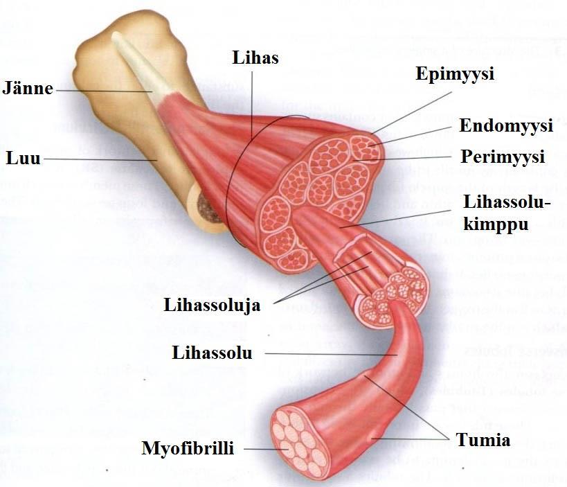 2 LUURANKOLIHAKSEN ANATOMIA JA ARKKITEHTUURI Noin 40 % ihmisen elimistöstä on luurankolihasta. Lihas koostuu lihassäikeistä, joiden halkaisija on 10-80 µm.
