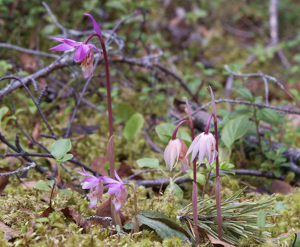 tietolomake lajit Päivi Paalamo, Heikki Eeronheimo & Jari Ilmonen Metsähallituksen vastuulajien tila ja suojelutaso vuonna 2006 Neidonkenkä Calypso bulbosa (L.