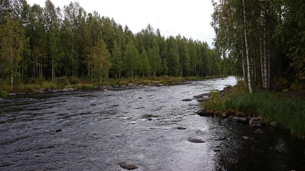 14 Kuva 4. Kuvassa näkyy tutkimusalueen ja rännimäisen, kapean alueen vaihtumisvyöhykkettä. Kuvassa näkyvä kapea osio on kunnostettavaa aluetta (Kuva: Ilkka Saloranta). 4.3 Aineiston käsittely ja analyysi Maastossa kirjoitetut muistiinpanot ja mittaustulokset kirjoitettiin puhtaaksi tietokoneella maastopäivän päätteeksi.