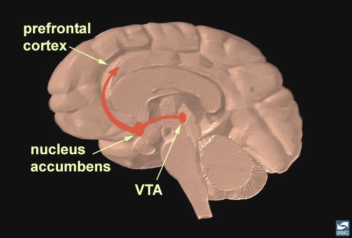 The reward pathway (RWP) in the brain