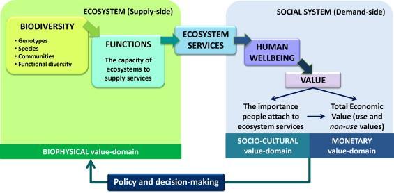 Cascade model of ecosystem services Tarjonta: viljelykäytännöt Kysyntä: