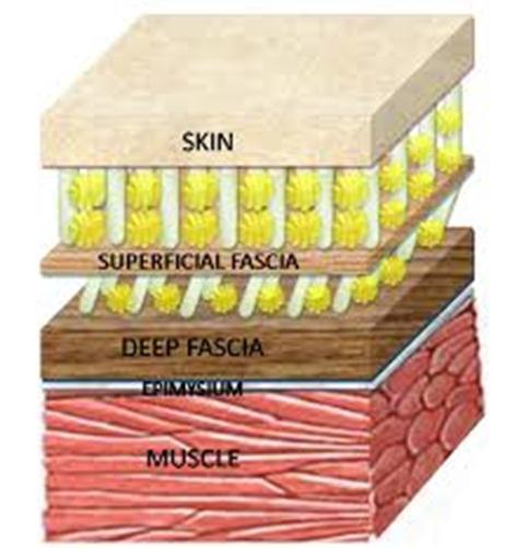 8 2 MYOFASKIAALISEN JÄRJESTELMÄN RAKENNE JA TOIMINTA Kehon faskia- eli kalvojärjestelmä tarkoittaa koko kehon yhtenäistä tiivistä sidekudosrakennetta.