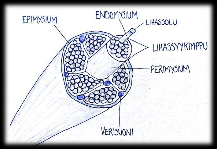 9 Myofaskiaalinen kokonaisuus muodostuu pienemmistä yksiköistä: endomysium, perimysium ja epimysium. Endomysium on kalvo, joka ympäröi lihassoluja.