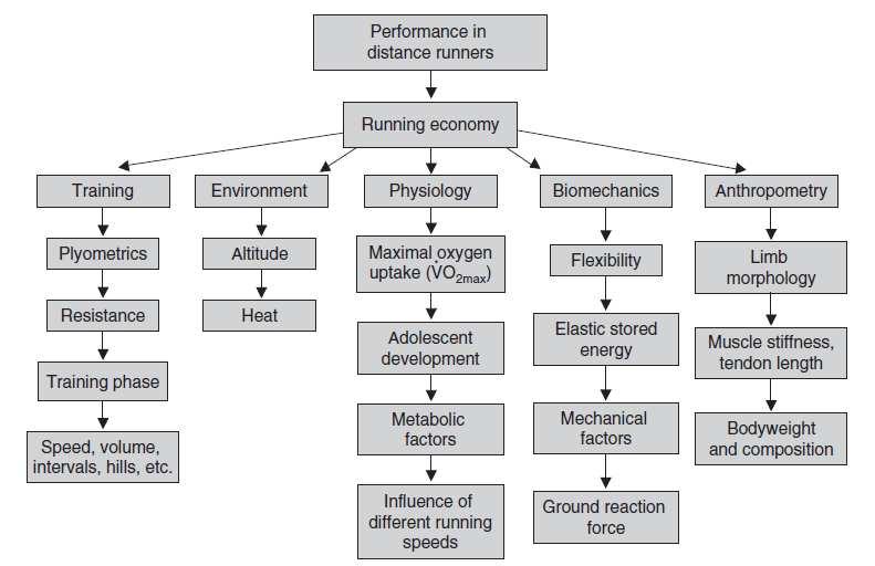 21 KUVIO 2. Juoksun taloudellisuuteen vaikuttavat tekijät (Saunders ym. 2004).