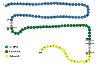 5. Prokalsitoniini (PCT) Kalsiumia säätelevän kalsitoniinihormonin esiaste Normaalisti tuotetaan kilpirauhasessa, jossa pilkotaan kalsitoniiniksi (pilkkoutumatonta ei yleensä pääse verenkiertoon)