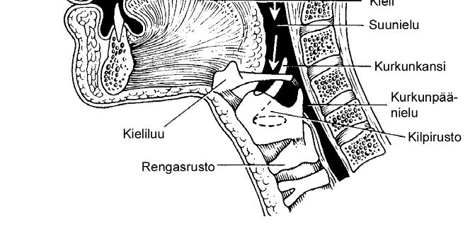 Suunielu Nenänielu Kurkunkunpäänielu Suun perällä näkyvää osaa kutsutaan suunieluksi. Tällä alueella sijaitsee imukudoskertymä jota kutsutaan risoiksi (tonsilla). Suunielun yläpuolella on nenänielu.