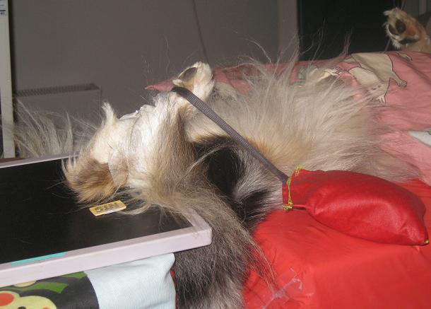 jälkeen deksmedetomidiinin vaikutus kumottiin atipametsolilla (Alzane vet ); herätteen annoksena käytettiin noin puolta käytetyn deksmedetomidiinin annostilavuudesta.