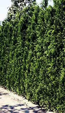 ERÄ Kartiotuija Brabant 180+ cm Thuja