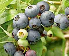 occidentalis Smaragd.