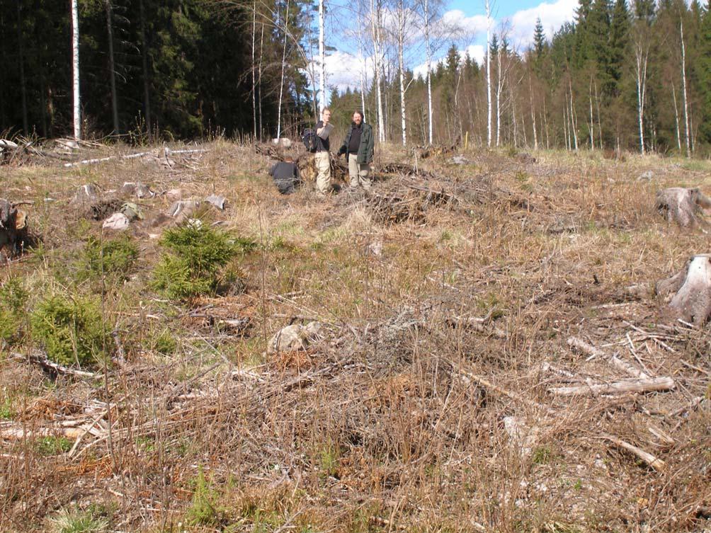 Kuva 13. Roxbäckenin kivikautinen asuinpaikka koillisesta.