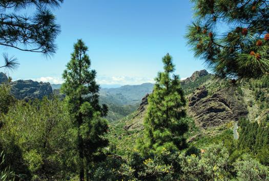 GRAN CANARIA Aurinkomatkat palvelee AURINKOLINJA Aurinkolinja-numerosta tavoitat oppaan jokaisena lomapäivänäsi.