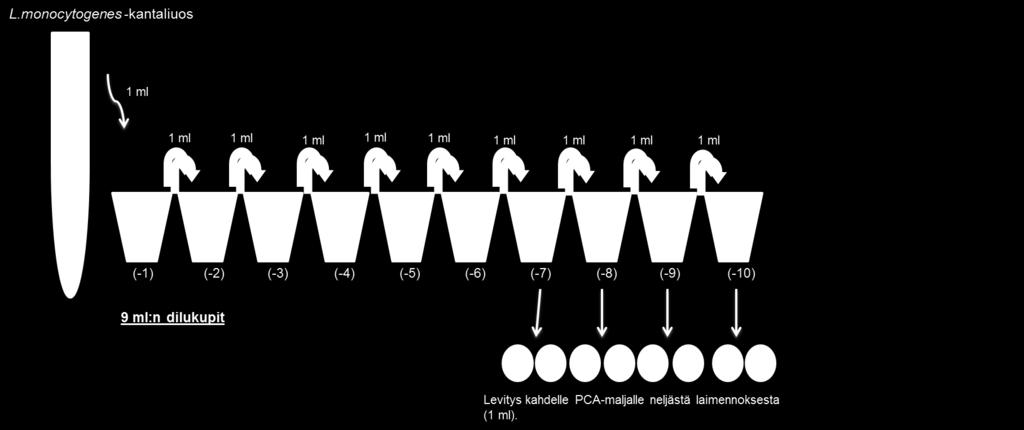 21 monocytogenes -kannan laimennoksista -6, -7, -8 ja -9 viljeltiin 1 ml rinnakkaisille PCA -maljoille, jotta saataisiin laskettua pesäkkeet maljoilta ja saadaan pitoisuus selvitettyä.