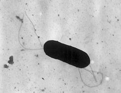 2 2 Listeria monocytogenes 2.