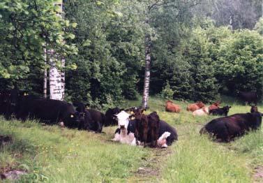 Aiemmin inventoidut perinnebiotoopit Valtakunnallisen perinnemaisemaprojektin inventointitulokset on koottu alueellisiin raportteihin, joita voi tiedustella ympäristökeskuksista.