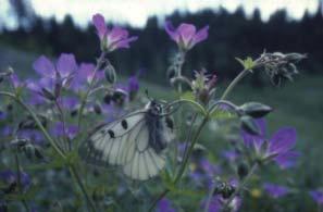 Jouko Veikkolainen Pikkuapollo kuuluu uhanalaisiin perhosiin. Sitä esiintyy Halikonjokilaaksossa.