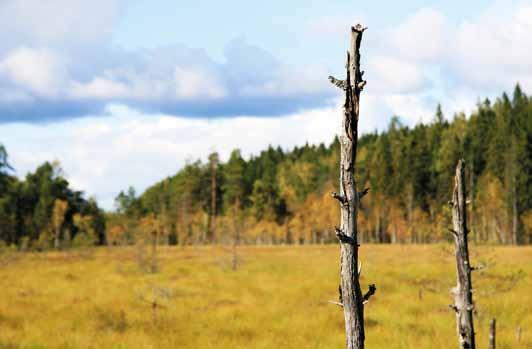 Matkailun ja vapaa-ajantoimintojen (retkeily) merkitys tulee kasvamaan, ja varsinaissuomalaisten toimijoiden tulee olla mukana kehittämässä uusia toimintatapoja.