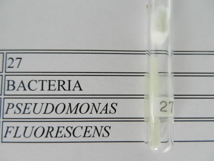 13 Kuivauksen jälkeen lasiputkessa pitää näkyä kiinteää mikrobisuoja-ainemassaa.