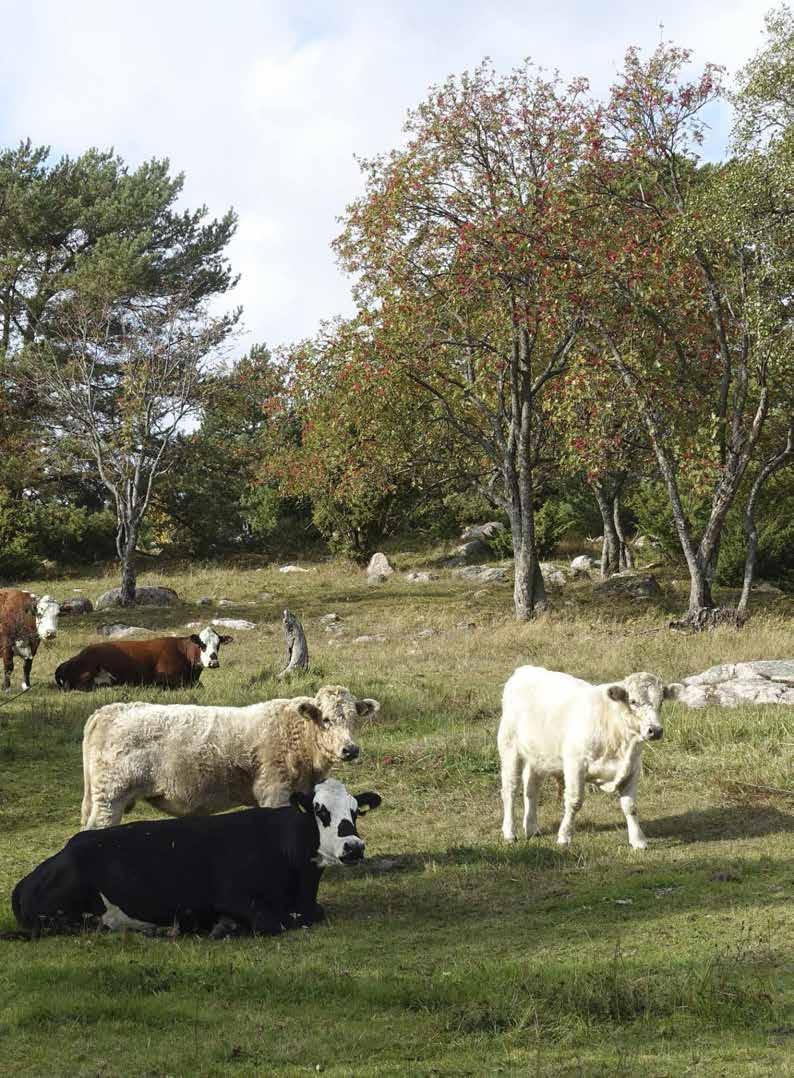 KIRKIRUOHON YKSILÖMÄÄRÄN KEHITYS 1976 2016 SAARISTOMEREN