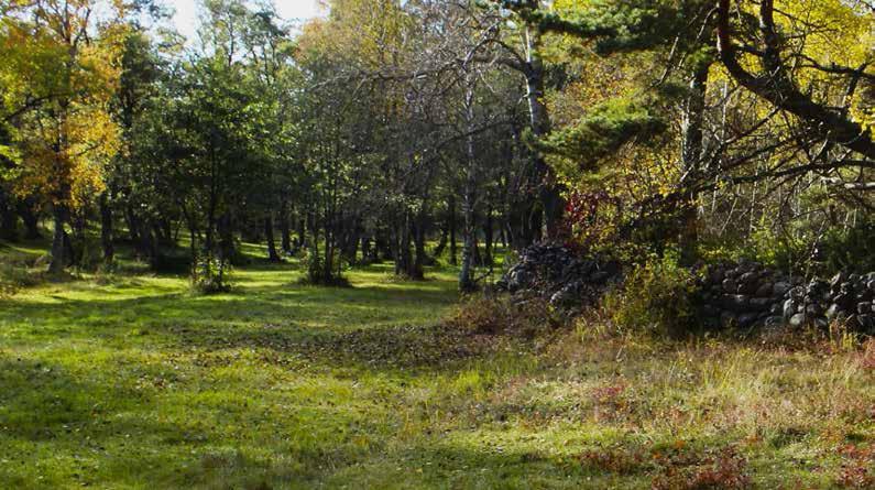 MONENLAISTA HYÖTYÄ NIITYILTÄ JA LUONNON- LAITUMILTA EKOSYSTEEMIPALVELUT OVAT AINEELLISIA JA AINEETTOMIA HYÖTYJÄ, JOITA IHMISET SAAVAT LUONNOSTA JA LUONNON MONIMUOTOISUUDESTA.