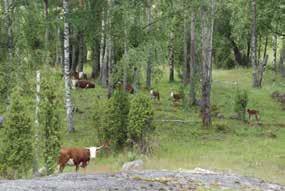 METSÄLAITUMET Metsälaitumia laidunnetaan suojelualueilla pääasiassa osana perinnebiotooppityyppien muodostamia kokonaisuuksia sekä osana valkoselkätikan elinympäristöjen