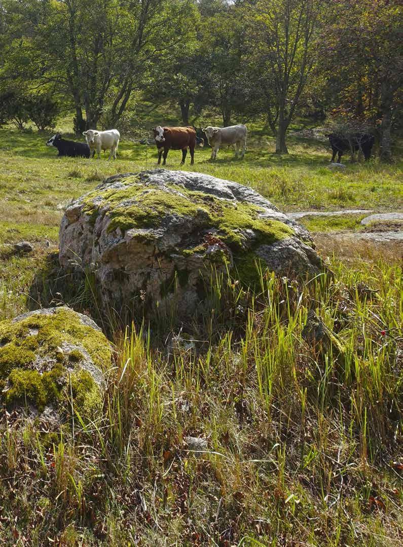 Kuva: Maija Mussaari V= valtakunnallisesti, M= maakunnallisesti, P= paikallisesti