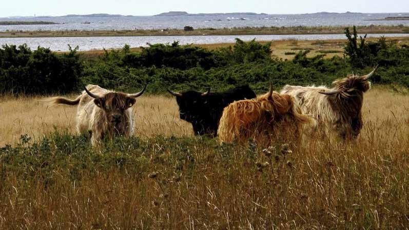 Karjanomistajat lisäävät aktiivisesti luonnon monimuotoisuutta Toimivat yhteistyöverkostot