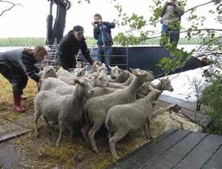 Perinnebiotooppien hoidon toimintaohjelma, valtakunnallinen priorisointi ja alueelliset yleissuunnitelmat vaikuttavat tiimien vuosisuunnittelussa (Aluepäälliköt, tiiminvetäjät) Varmistetaan että