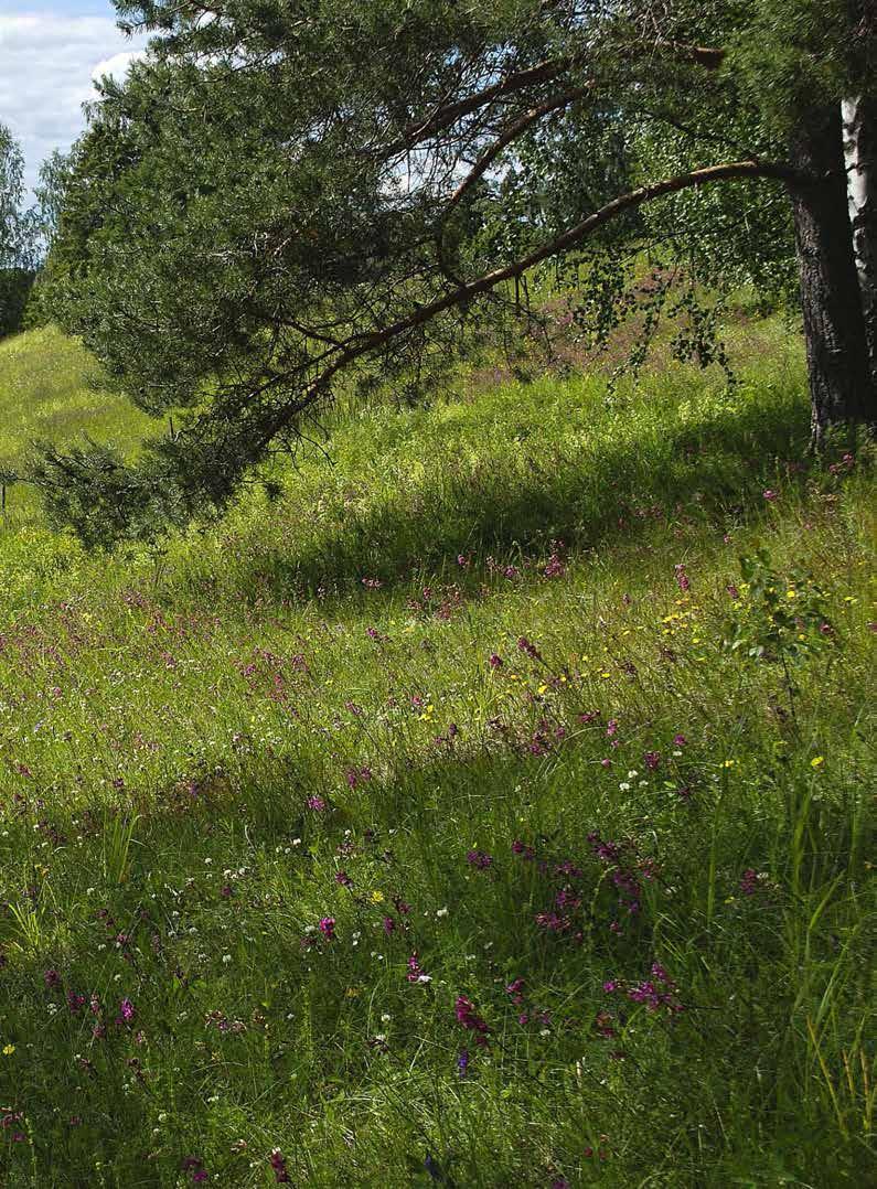 METSÄHALLITUKSEN LUONTOPALVELUJEN PERINNEBIOTOOPPIEN HOITO JA YHTEYSHENKILÖT www.metsa.fi/perinneymparistojen-hoito YMPÄRISTÖKORVAUSJÄRJESTELMÄ http://www.