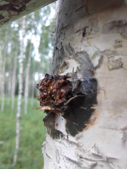 Raha Rääseikkö Pakurin viljely Raha Rääseikkö