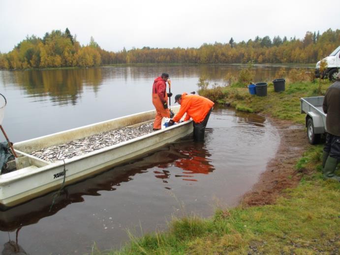 EAKR-hankkeet Kemijärven moninaiskäytön ja kesämatkailun kehittäminen / Kemijärven vesistökunnostukset (2008-2014) Pöyliöjärvi