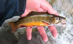 (puronieriä + taimen) kokonaistiheys pysyi samana 1 km 1 5 Brown trout / brook trout ratio, % year 1994 year 4 Total trout density (ind.