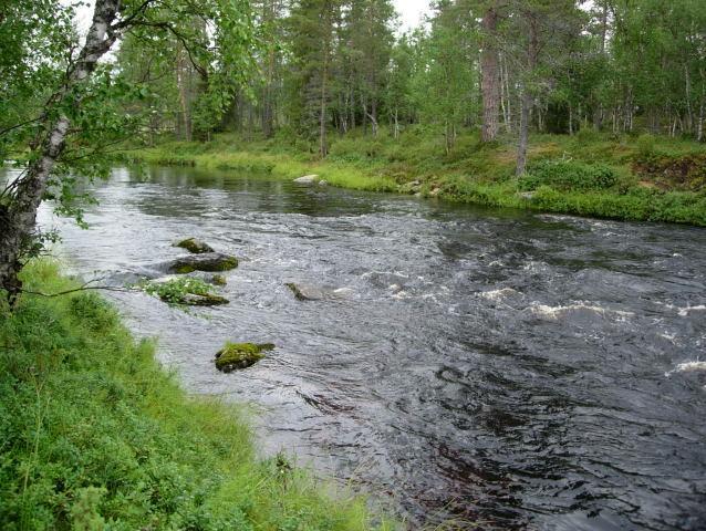 BROOK TROUT BROWN TROUT SYMPATRIC Brown trout / brook trout ratio (%, +/-1 s.e.